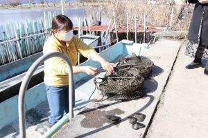 びわ湖真珠が生まれる現場