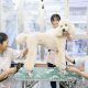 東京愛犬専門学校